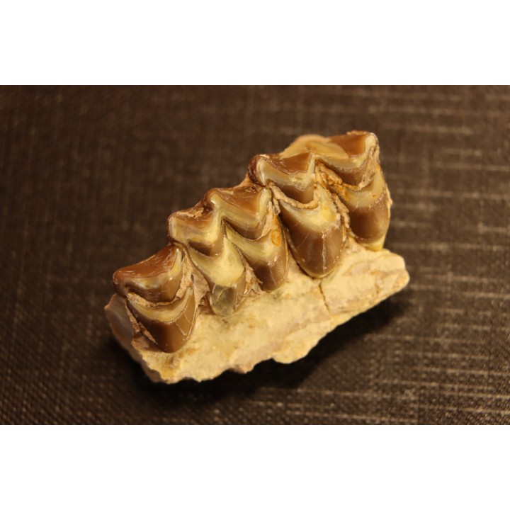 OREODON : Merycoidodon culbersoni - oligocène - Brule fmt - White river Badlands - S. Dakota, USA