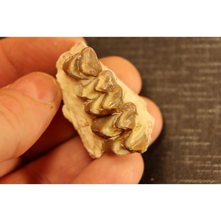 OREODON : Merycoidodon culbersoni - oligocène - Brule fmt - White river Badlands - S. Dakota, USA
