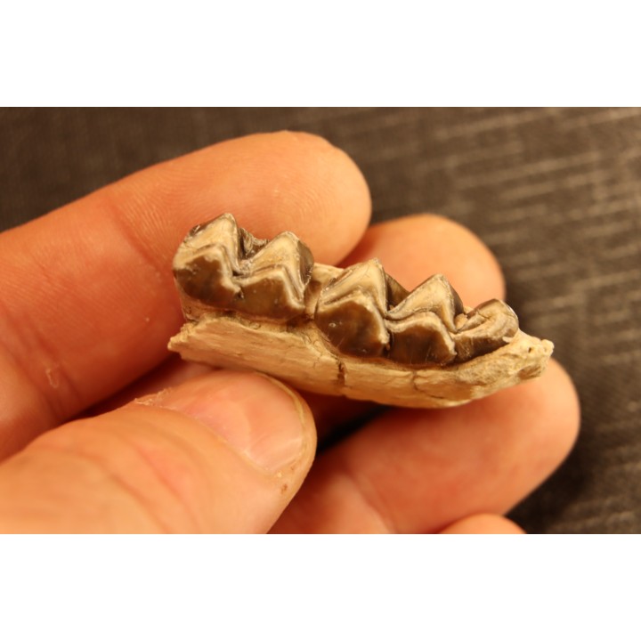 OREODON : Merycoidodon culbersoni - oligocène - Brule fmt - White river Badlands - S. Dakota, USA