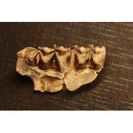 OREODON : Merycoidodon culbersoni - oligocene - Brule fmt - White river Badlands - S. Dakota, USA