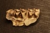 OREODON : Merycoidodon culbersoni - oligocène - Brule fmt - White river Badlands - S. Dakota, USA