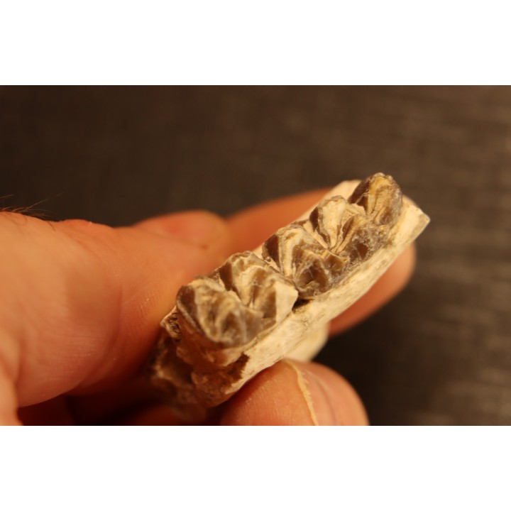 OREODON : Merycoidodon culbersoni - oligocène - Brule fmt - White river Badlands - S. Dakota, USA