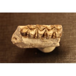 OREODON : Merycoidodon culbersoni - oligocene - Brule fmt - White river Badlands - S. Dakota, USA