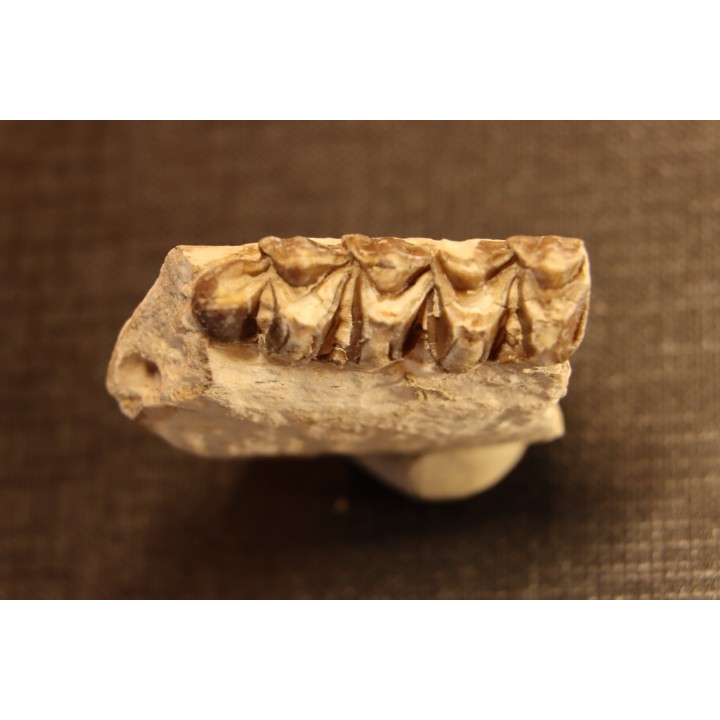 OREODON : Merycoidodon culbersoni - oligocène - Brule fmt - White river Badlands - S. Dakota, USA