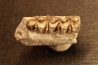 OREODON : Merycoidodon culbersoni - oligocène - Brule fmt - White river Badlands - S. Dakota, USA