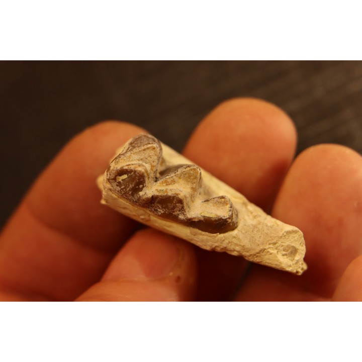 OREODON : Merycoidodon culbersoni - oligocène - Brule fmt - White river Badlands - S. Dakota, USA
