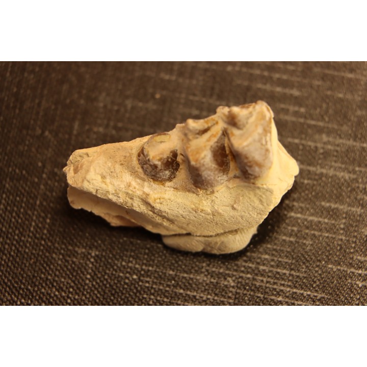 OREODON : Merycoidodon culbersoni - oligocène - Brule fmt - White river Badlands - S. Dakota, USA