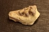 OREODON : Merycoidodon culbersoni - oligocène - Brule fmt - White river Badlands - S. Dakota, USA