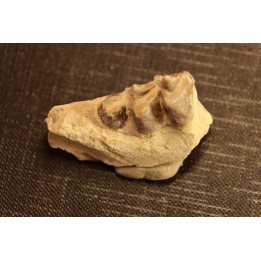 OREODON : Merycoidodon culbersoni - oligocene - Brule fmt - White river Badlands - S. Dakota, USA