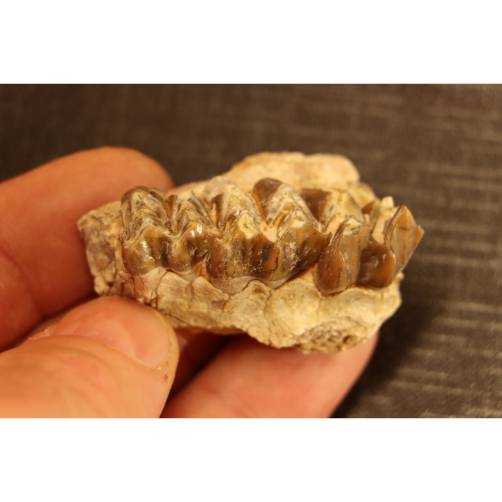 OREODON : Merycoidodon culbersoni - oligocene - Brule fmt - White river Badlands - S. Dakota, USA
