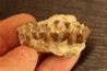 OREODON : Merycoidodon culbersoni - oligocene - Brule fmt - White river Badlands - S. Dakota, USA