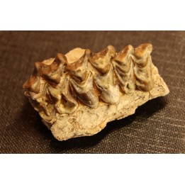 OREODON : Merycoidodon culbersoni - oligocene - Brule fmt - White river Badlands - S. Dakota, USA
