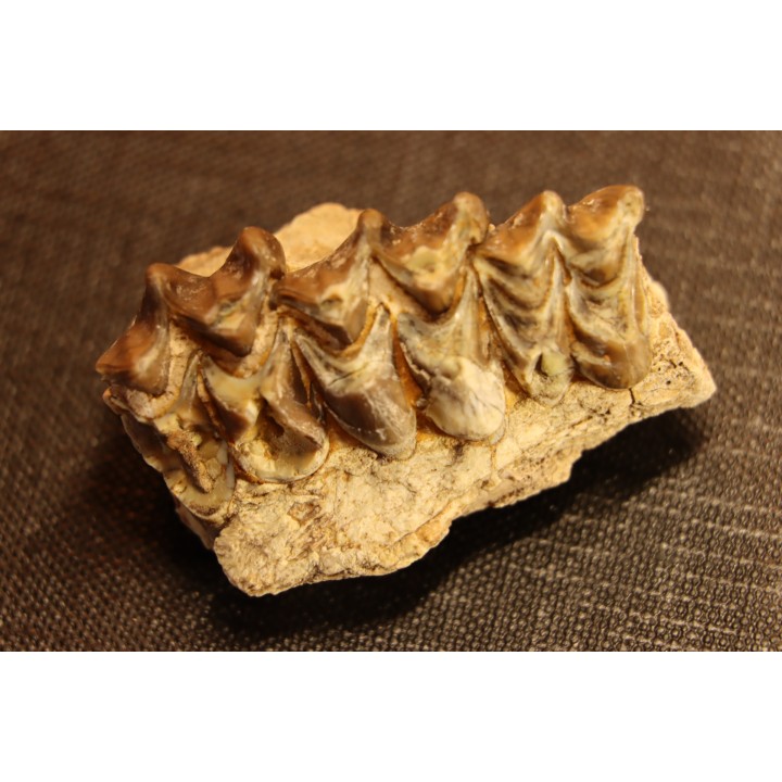 OREODON : Merycoidodon culbersoni - oligocene - Brule fmt - White river Badlands - S. Dakota, USA