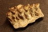OREODON : Merycoidodon culbersoni - oligocene - Brule fmt - White river Badlands - S. Dakota, USA