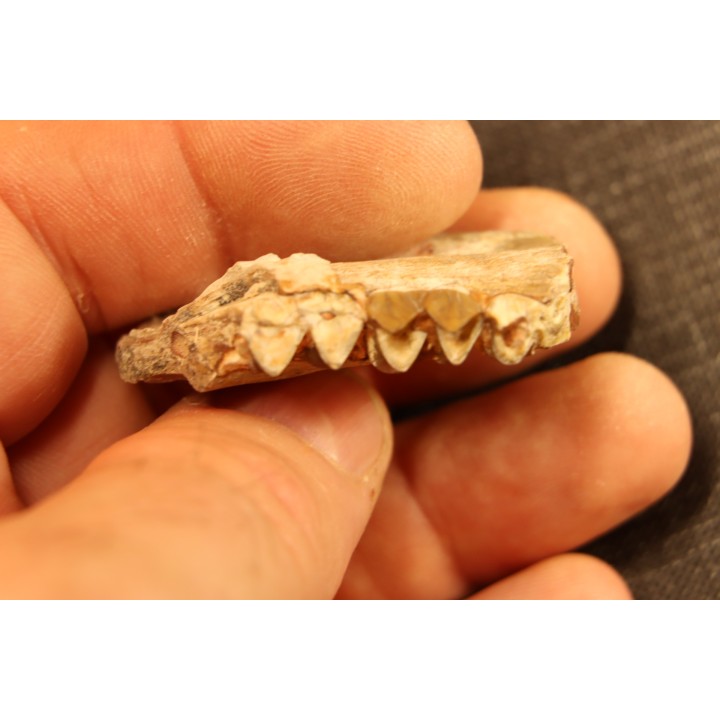 OREODON : Merycoidodon culbersoni - oligocène - Brule fmt - White river Badlands - S. Dakota, USA