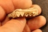 OREODON : Merycoidodon culbersoni - oligocène - Brule fmt - White river Badlands - S. Dakota, USA