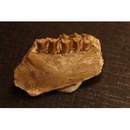 OREODON : Merycoidodon culbersoni - oligocene - Brule fmt - White river Badlands - S. Dakota, USA