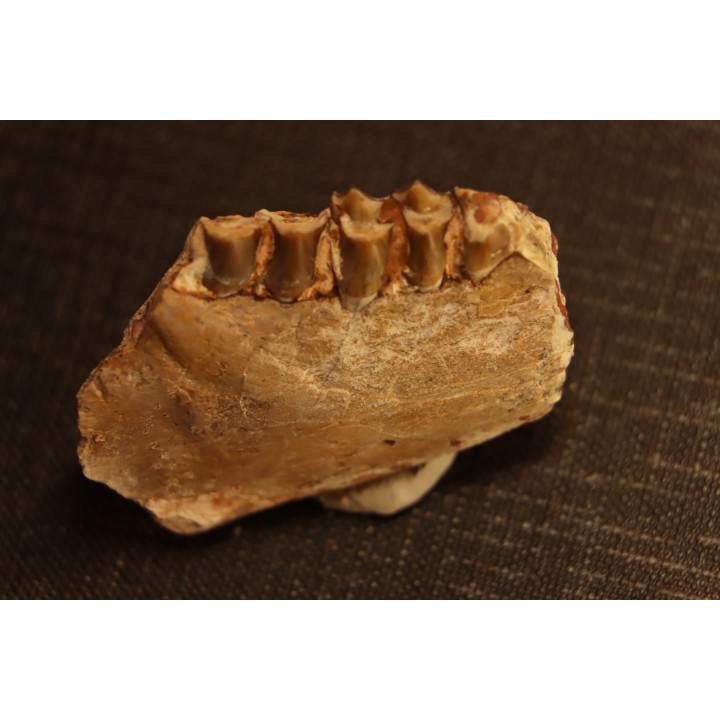 OREODON : Merycoidodon culbersoni - oligocène - Brule fmt - White river Badlands - S. Dakota, USA