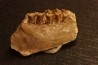 OREODON : Merycoidodon culbersoni - oligocène - Brule fmt - White river Badlands - S. Dakota, USA