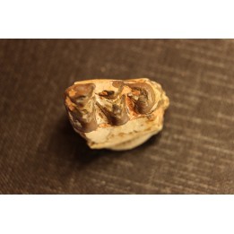 OREODON : Merycoidodon culbersoni - oligocene - Brule fmt - White river Badlands - S. Dakota, USA