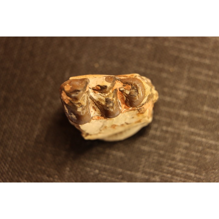 OREODON : Merycoidodon culbersoni - oligocène - Brule fmt - White river Badlands - S. Dakota, USA