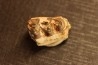 OREODON : Merycoidodon culbersoni - oligocène - Brule fmt - White river Badlands - S. Dakota, USA