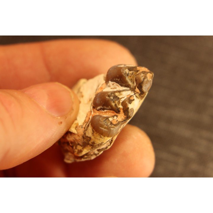 OREODON : Merycoidodon culbersoni - oligocène - Brule fmt - White river Badlands - S. Dakota, USA