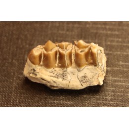 OREODON : Merycoidodon culbersoni - oligocene - Brule fmt - White river Badlands - S. Dakota, USA