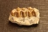 OREODON : Merycoidodon culbersoni - oligocène - Brule fmt - White river Badlands - S. Dakota, USA