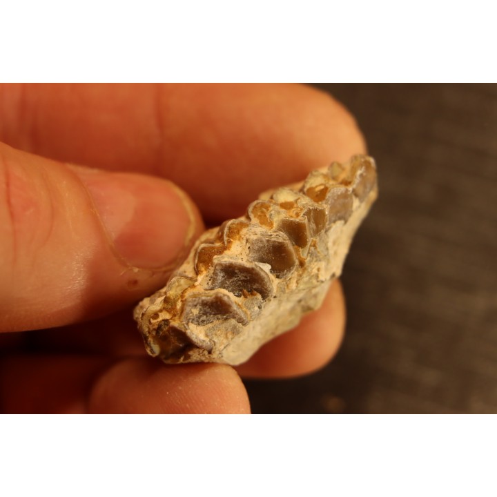 OREODON : Merycoidodon culbersoni - oligocène - Brule fmt - White river Badlands - S. Dakota, USA