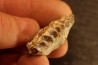 OREODON : Merycoidodon culbersoni - oligocène - Brule fmt - White river Badlands - S. Dakota, USA