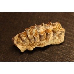OREODON : Merycoidodon culbersoni - oligocene - Brule fmt - White river Badlands - S. Dakota, USA