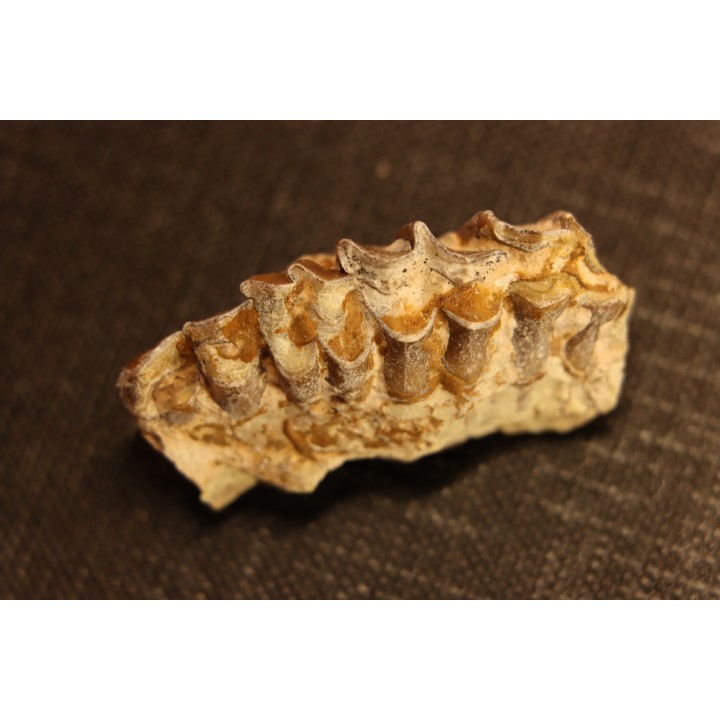 OREODON : Merycoidodon culbersoni - oligocène - Brule fmt - White river Badlands - S. Dakota, USA