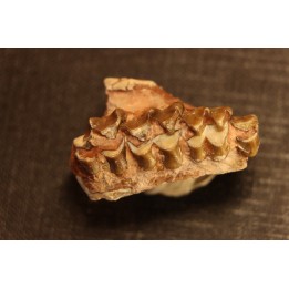 OREODON : Merycoidodon culbersoni - oligocene - Brule fmt - White river Badlands - S. Dakota, USA