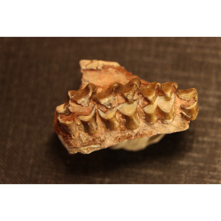 OREODON : Merycoidodon culbersoni - oligocène - Brule fmt - White river Badlands - S. Dakota, USA