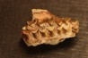 OREODON : Merycoidodon culbersoni - oligocène - Brule fmt - White river Badlands - S. Dakota, USA