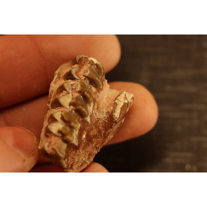 OREODON : Merycoidodon culbersoni - oligocène - Brule fmt - White river Badlands - S. Dakota, USA
