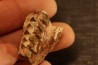 OREODON : Merycoidodon culbersoni - oligocène - Brule fmt - White river Badlands - S. Dakota, USA