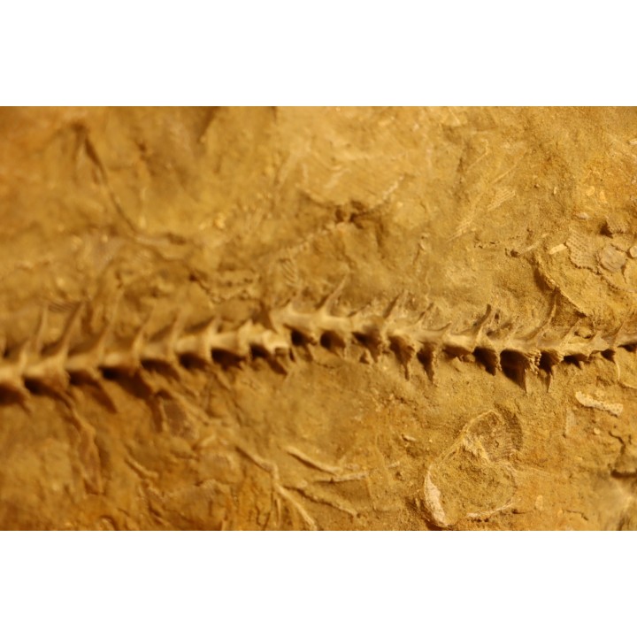 Archimedes wortheni - Mississippian - Bangor Fmt - Alabama - USA