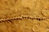 Archimedes wortheni - Mississippian - Bangor Fmt - Alabama - USA