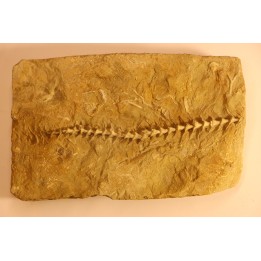 Archimedes wortheni - Mississippian - Bangor Fmt - Alabama - USA