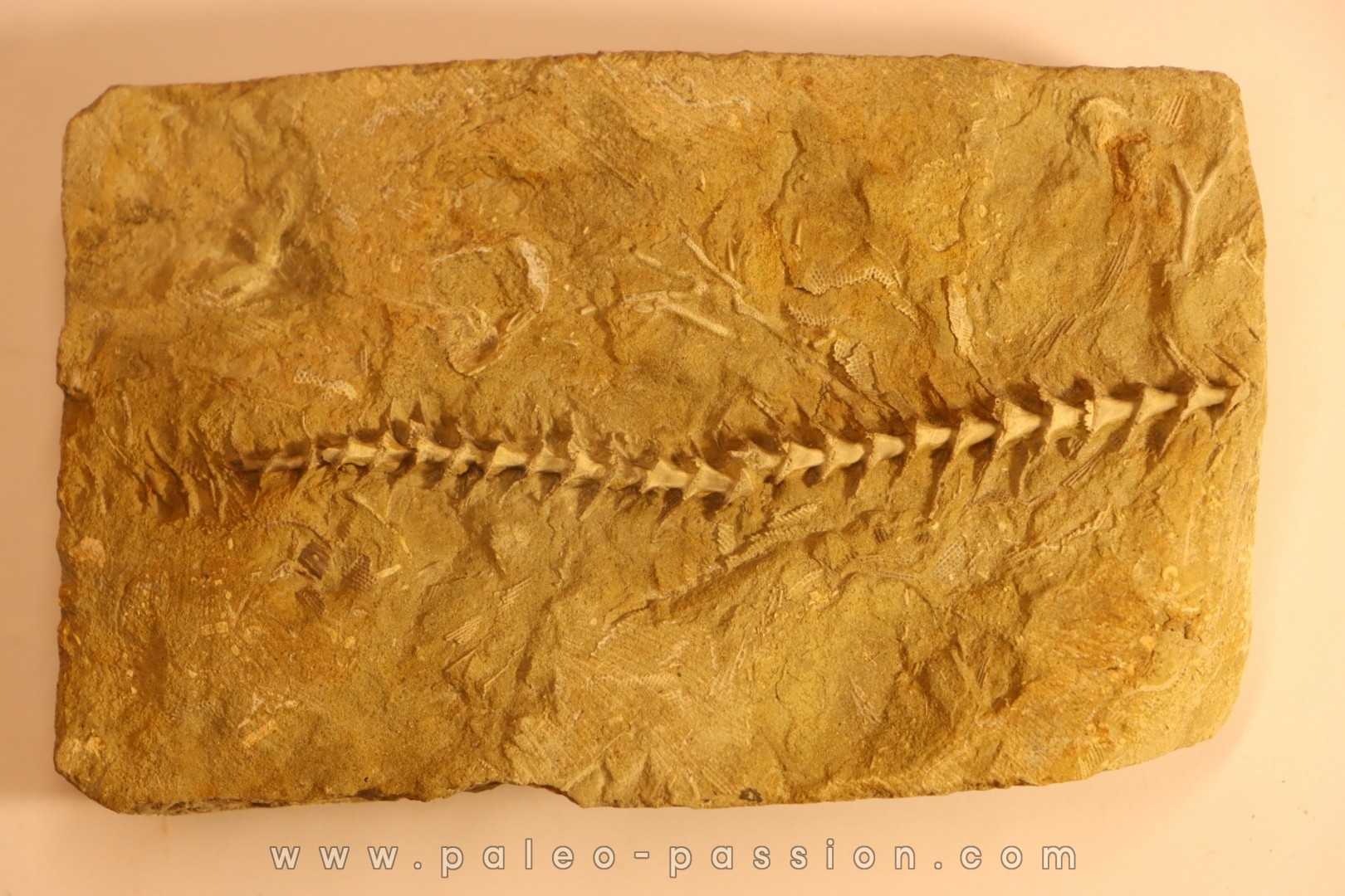 Archimedes wortheni - Mississippian - Bangor Fmt - Alabama - USA