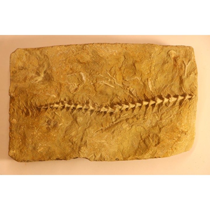 Archimedes wortheni - Mississippian - Bangor Fmt - Alabama - USA