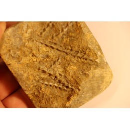 Archimedes wortheni - Mississippian - Bangor Fmt - Alabama - USA