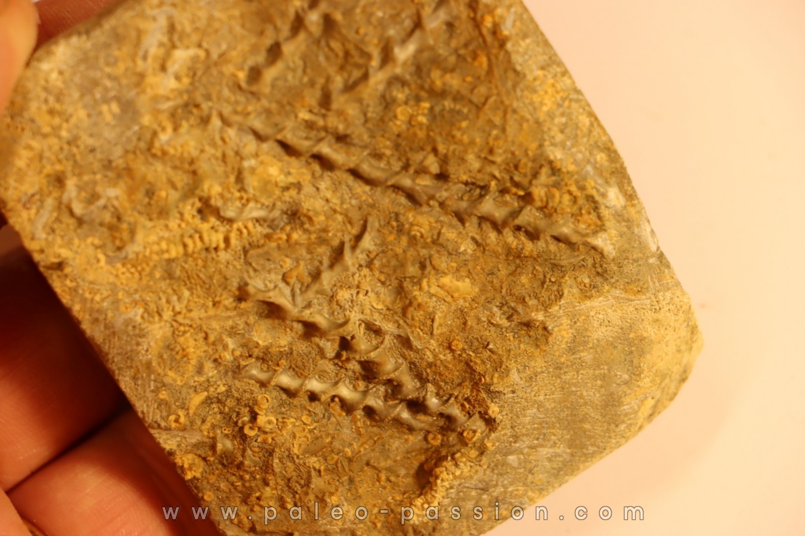 Archimedes wortheni - Mississippian - Bangor Fmt - Alabama - USA