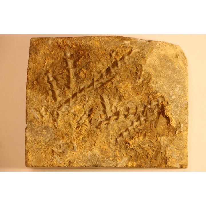 Archimedes wortheni - Mississippian - Bangor Fmt - Alabama - USA
