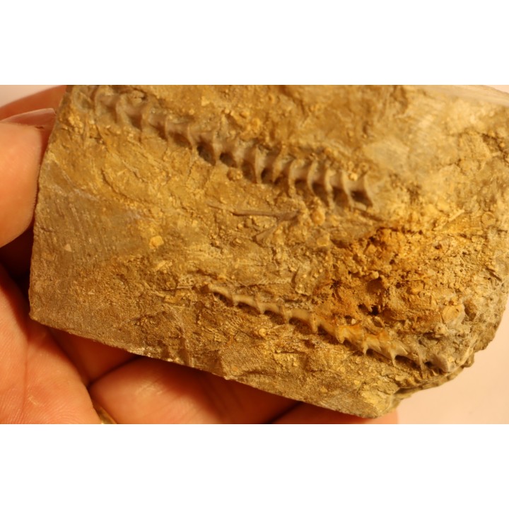 Archimedes wortheni - Mississippian - Bangor Fmt - Alabama - USA