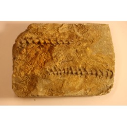 Archimedes wortheni - Mississippian - Bangor Fmt - Alabama - USA