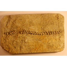 Archimedes wortheni - Mississippian - Bangor Fmt - Alabama - USA