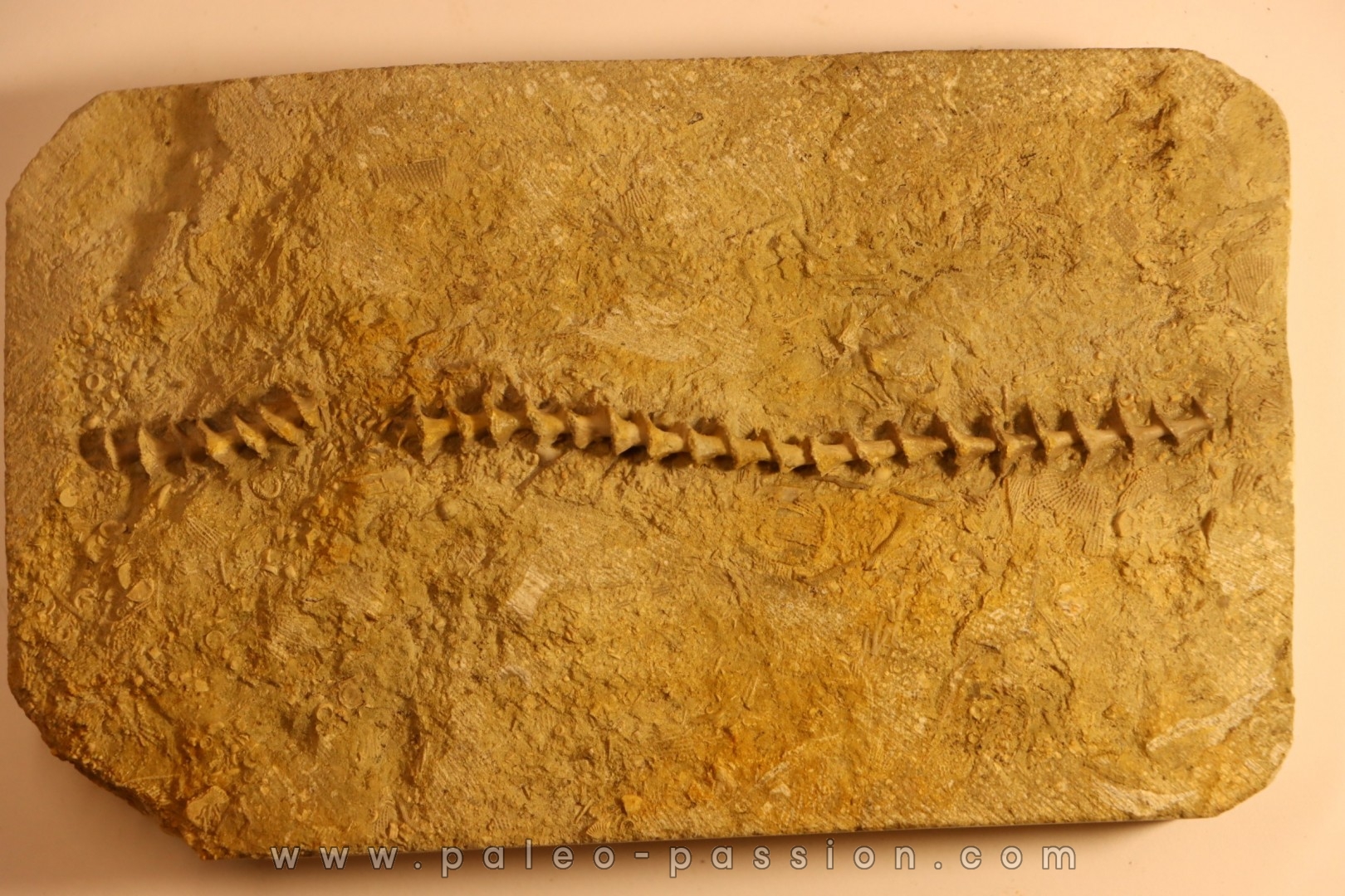 Archimedes wortheni - Mississippian - Bangor Fmt - Alabama - USA